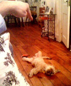 photo-11