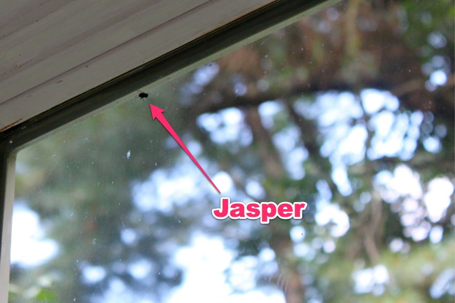 jasper