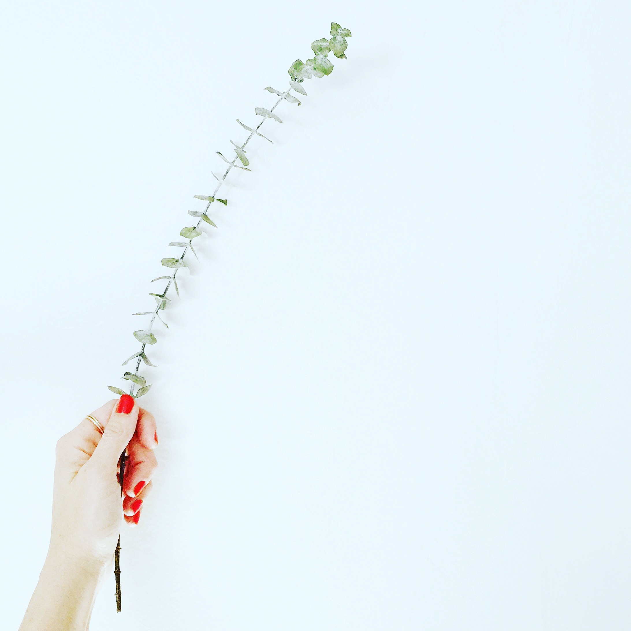 Hand with red nails holding a eucalyptus branch
