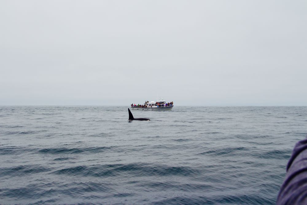 Amazing whale watching for orcas in Monterey Bay